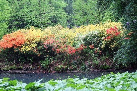 Rhododendron-Park